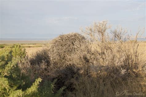 Anatomy Of A Magpie Nest – Feathered Photography