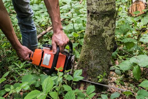 Tree Felling. Stock Photo - Image: 55219231