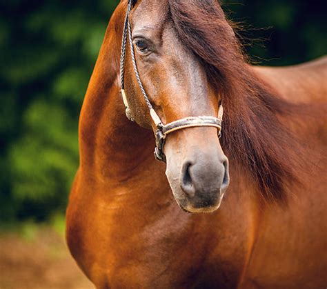 Paso Fino Horse Stock Photos, Pictures & Royalty-Free Images - iStock