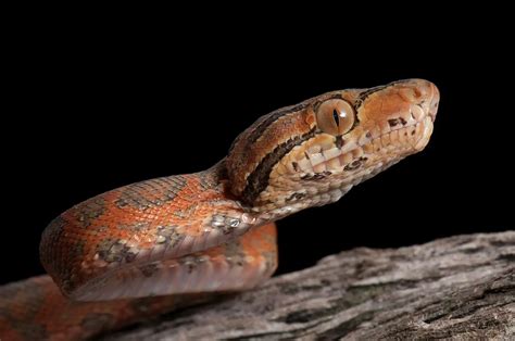 Amazon Tree Boa | The Animal Facts | Appearance, Diet, Habitat, Behavior