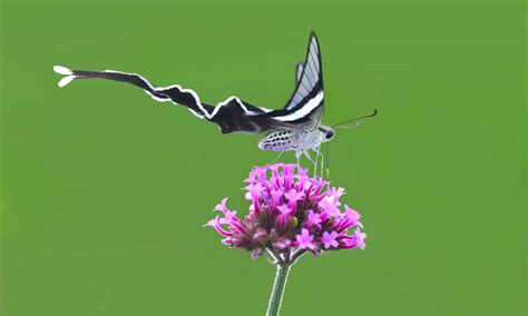 The dragontail butterfly is like a dream