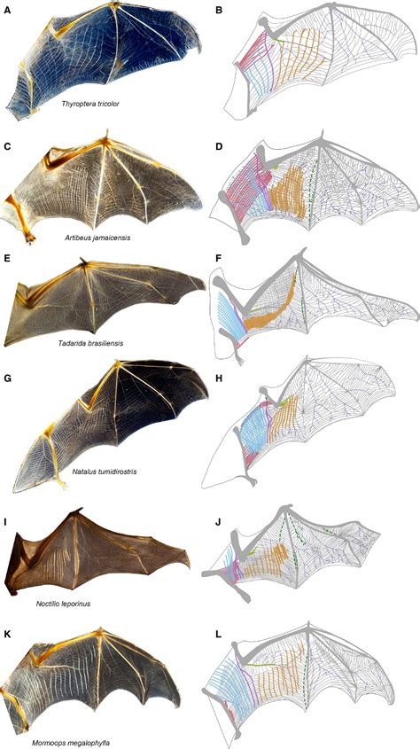 Diversity in the organization of elastin bundles and intramembranous ...