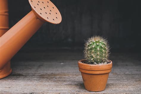 Tips for Potted Cactus