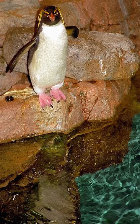 Boston - Aquarium Rockhopper Penguin "Hey Dave, check out this dive ...