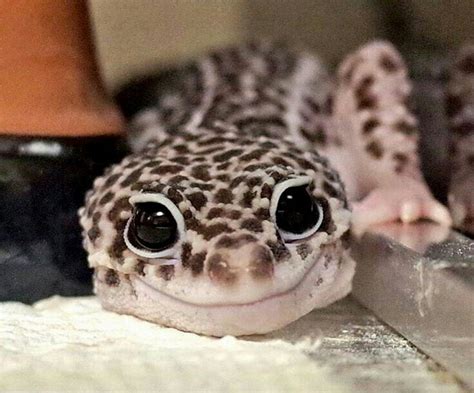 Cutest Geckos Ever | 2048