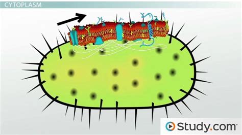 Bacterial Cell Membrane Structure