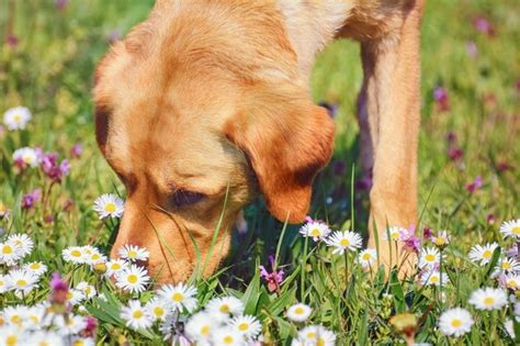 Herbs or Flowers That Repel Dogs | Cuteness