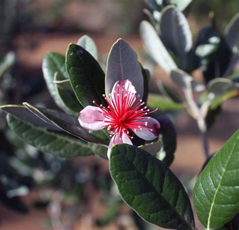 Pineapple Guava Care: A Diamond In The Rough - TastyLandscapeTastyLandscape