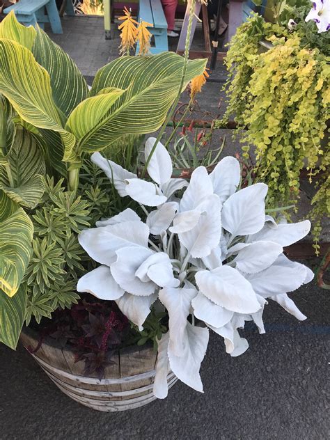 Does anyone know the name of this fuzzy white plant? It’s so pretty : r/plants