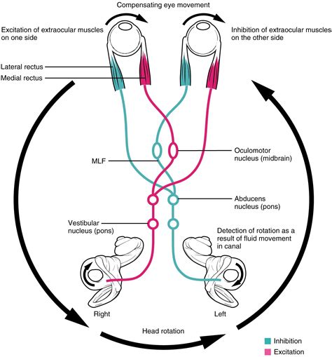 Vestibular Health — What is the VOR?