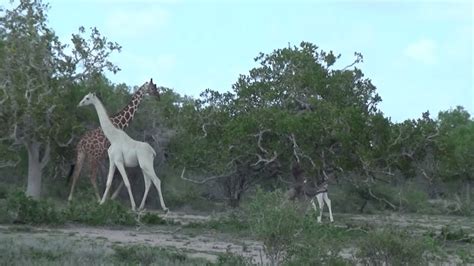 Rare white giraffe seen in Kenya - YouTube