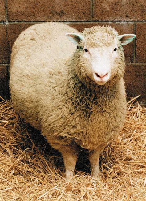 DOLLY THE CLONED SHEEP POSTER PICTURE PHOTO PRINT BANNER scotland uk 4664 | eBay | Sheep, Dolly ...