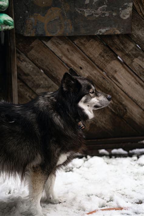 A Wolf on the Snow · Free Stock Photo