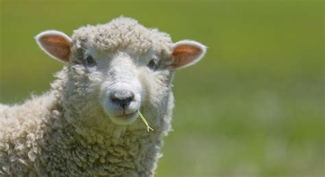 Learn about sheep and how they are farmed | Compassion in World Farming