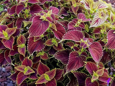 Coleus varieties now ready for garden shade and sun | Mississippi State University Extension Service