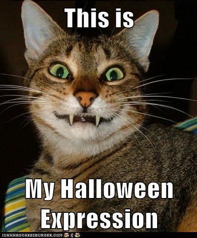 This is my Halloween expression | Halloween cat, Cats, Funny cat memes