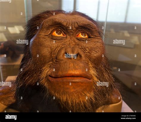 Australopithecus afarensis reconstruction - American Museum of Natural History Stock Photo - Alamy