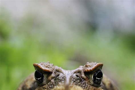 Cane toad has surprise effect on Australian ecosystem | New Scientist