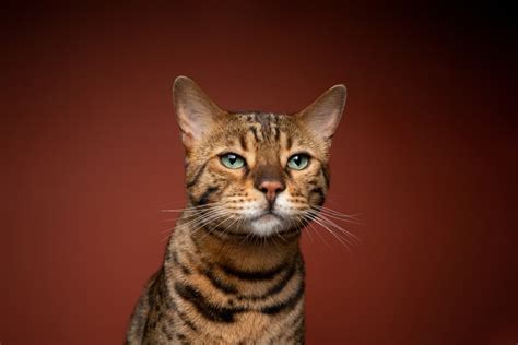 93 Tabby Cat Names for Stripes and Swirls | Great Pet Care