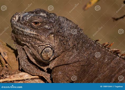 Gray iguana stock photo. Image of reptile, wild, wrinkles - 19891044