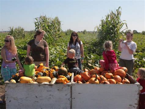 World's Largest Corn Maze Opens for the Masses - Dixon, CA Patch