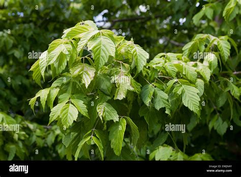 Kelly's Gold box elder tree leaves (Acer negundo) - USA Stock Photo - Alamy