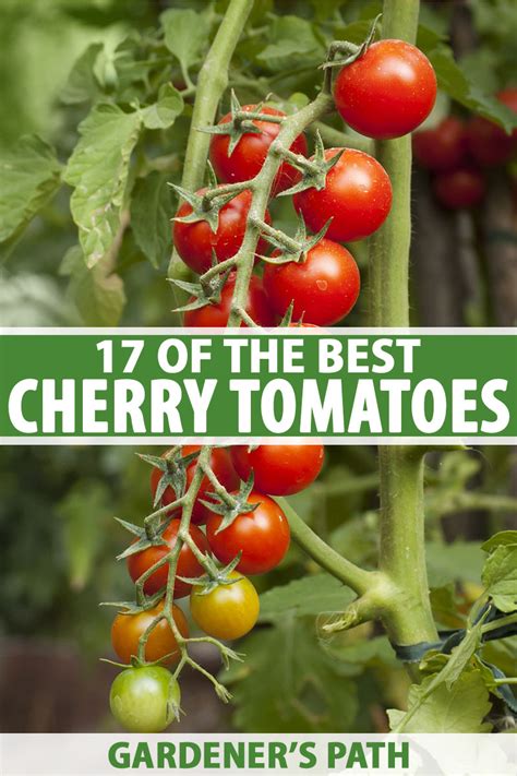 17 of the Best Cherry Tomatoes to Grow | Gardener’s Path