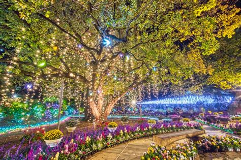 Ashikaga Flower Park Winter Illumination | Best Flower Site