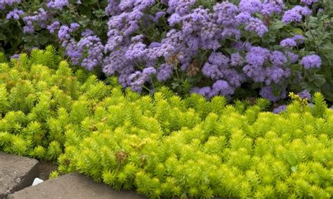 Angelina Sedum | Faller Landscape