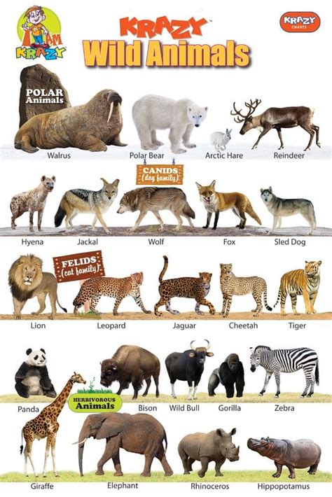 Animals wild, Wild animals list, Animals name in english