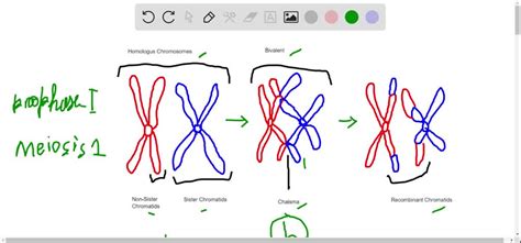 SOLVED:Synapsis occurs during a. mitosis. b. meiosis I. c. meiosis II ...