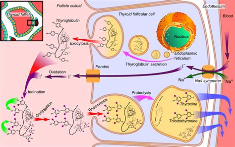 Production of Thyroid Hormone - Jeffrey Dach MD