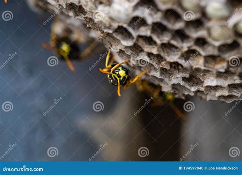 Macro Shot of a Yellow Jacket on a Hive. Stock Photo - Image of pest, hexagon: 194597040