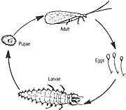 Chrysoperla rufilabris | Green Lacewing