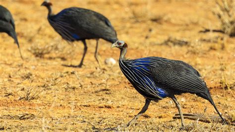 Definitive Guide To Vulturine Guineafowl Facts, Habitat, Conservation ...