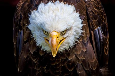 The mysterious killer of the Bald Eagles was finally identified – TricksFast