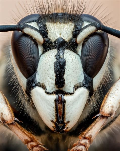 Bald-faced hornet queen : r/wildlifephotography