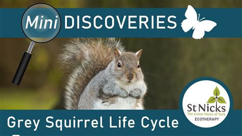 Squirrel Life Cycle Diagram