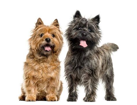 Cairn Terriers: Should you get this shaggy & fearless Scottish earthdog ...