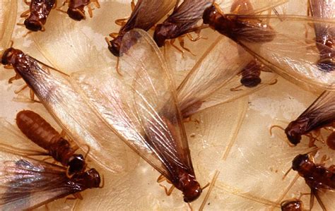 7 Do's & Dont's Of Flying Termites In Your House Or Outdoors