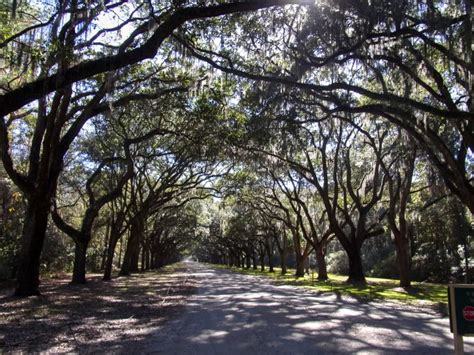 Savannah - Wormsloe Plantation - Singular Scene