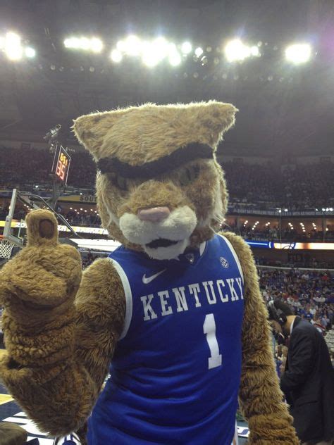 23 Best Kentucky Wildcats Mascot ideas | kentucky wildcats mascot ...