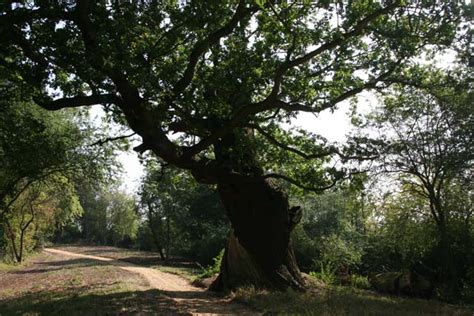 The Wotton Oak, Wotton House, Wotton... © Rob Dixon :: Geograph Britain ...