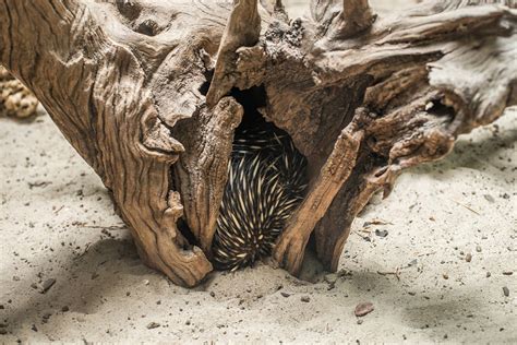 Echidna Facts - Animal Facts Encyclopedia