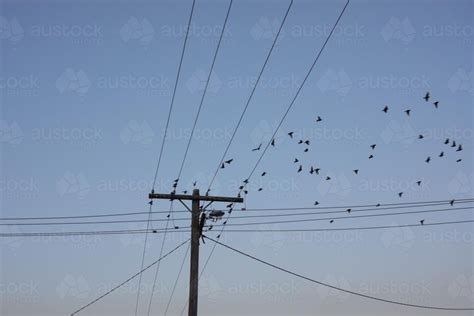 Image of Birds flying from power lines - Austockphoto