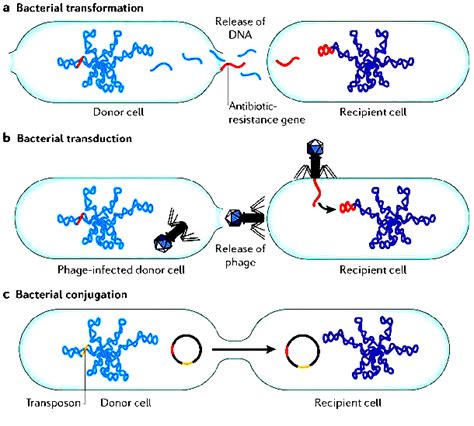 [Solved] options - conjugation -transformation -transduction. Microbial ...