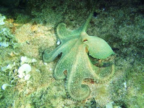 Master of Disguise: Diver Captures Masterfully Camouflaged Octopus on Video