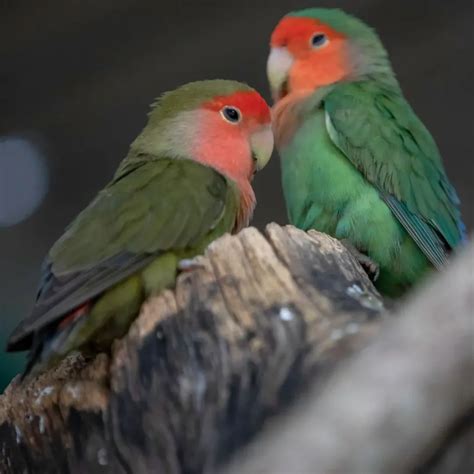 10 Brilliant Small Parrots That Make Great Pets