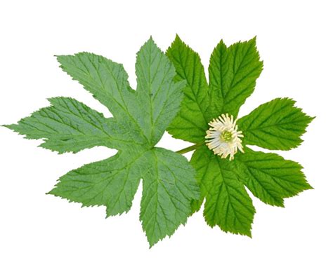 Soothe Your Sinuses with Homeopathic Goldenseal | Boiron USA