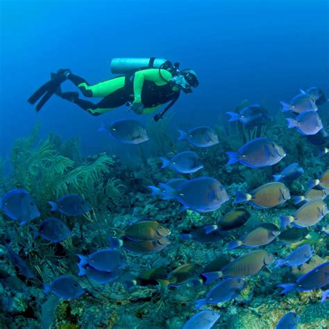 The Best Diving in the Caribbean